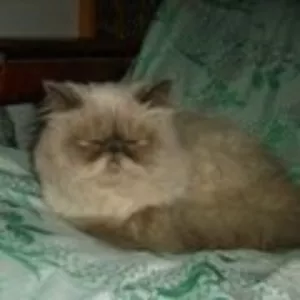 кот персидский колорпойнт с родословней. Вязка 