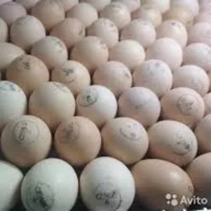 Яйца инкубационные Венгрия Польша Чехия  бройлер и другие породы