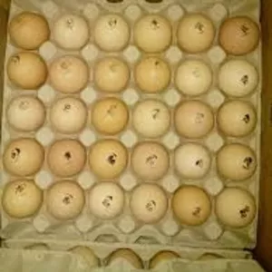  Яйца инкубационные Польша КОББ 500 ( маркированные )