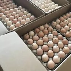 Яйца инкубационные Венгрия Польша Чехия Украина бройлер и др породы