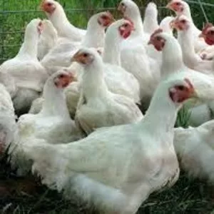 Инкубационный яйца птицы Бройлеров,  Несушек,  Индюков