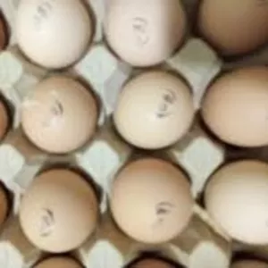 Инкубационные яйца Бройлера КОББ 500 От птицефабрик Венгрии Польши Чех