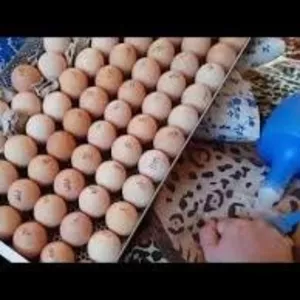  Яйца инкубационные Польша Венгрия КОББ 500 ( маркированные )