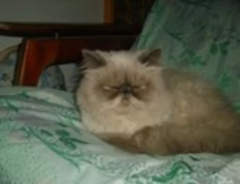 кот персидский колорпойнт с родословней. Вязка 