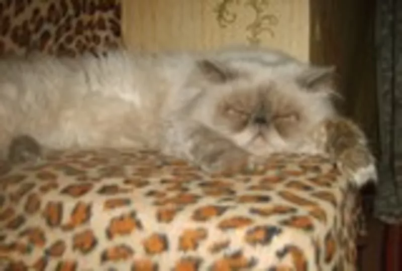 кот персидский колорпойнт с родословней. Вязка  2