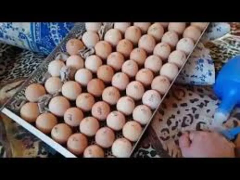 Яйца инкубационные Польша Венгрия КОББ 500 ( маркированные )